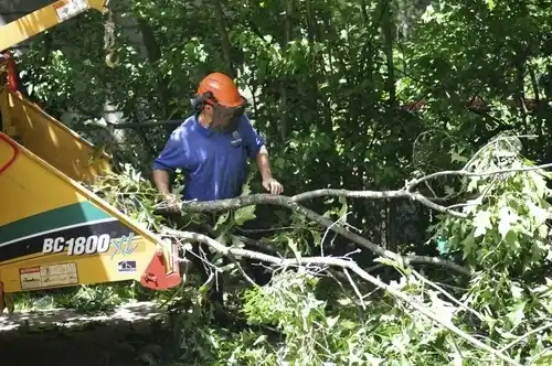 tree services Hastings
